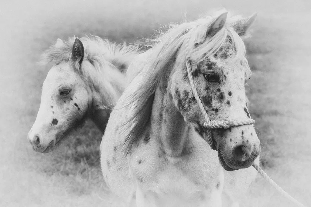 Une jument appaloosa et son poulain, tête contre tête.